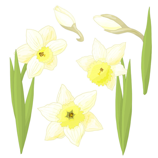 Vector set of daffodils - ベクター画像