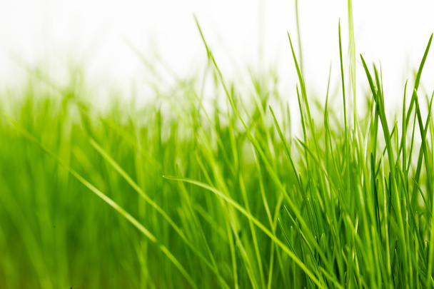green grass background - Foto, Imagen