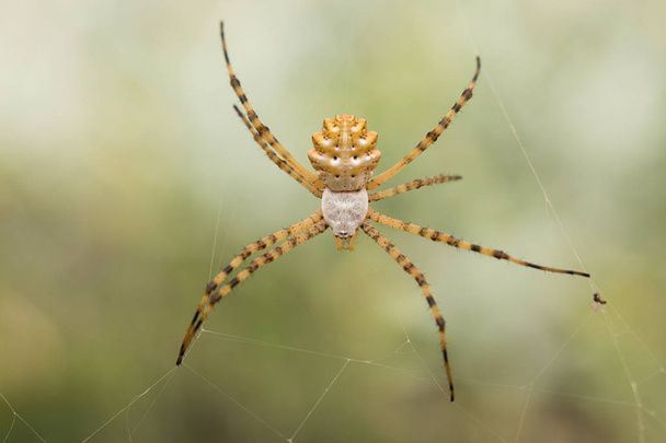 Όμορφη των Urena Argiope αράχνη στην Κροατία, Krk - Φωτογραφία, εικόνα