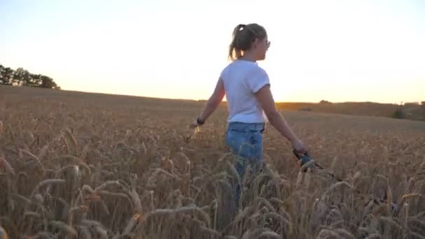 Profil mladá dívka držící zlaté pšenice stopky v ruce a chodit s její sibiřský husky na vodítku louku. Kavkazský žena tráví čas se svým psem na obilné pole na západ slunce. Detailní záběr - Záběry, video