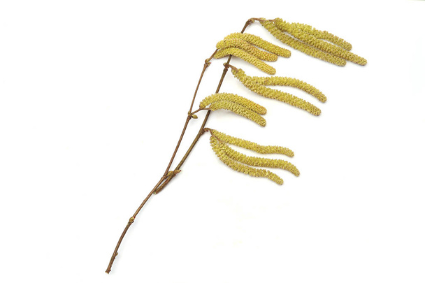 Male catkins on common hazel branches isolated on white background. Hazel plant blossom in early spring. - Foto, Imagen