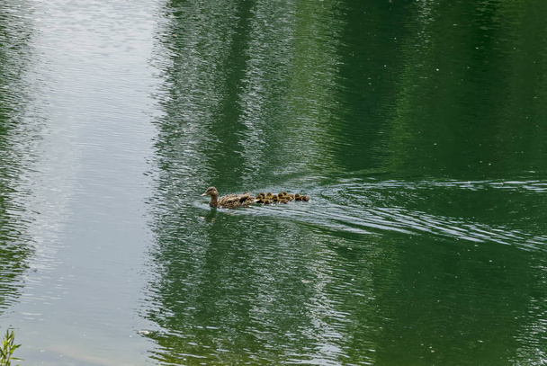Kaczka krzyżówka kura lub Anas platyrhynchos oraz ich kaczątko z brązowymi piórami pływania na jeziorze, Sofia, Bułgaria    - Zdjęcie, obraz