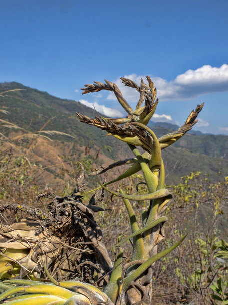 Blooming tilandsie laaksossa, Keski-Guatemalassa
. - Valokuva, kuva