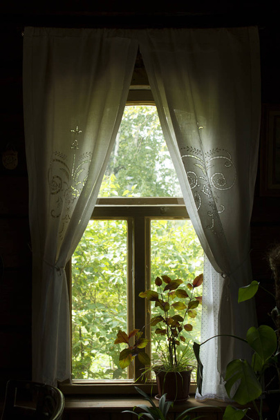 летним утром через окно. цветок на подоконнике
 - Фото, изображение