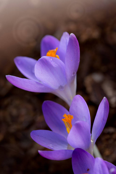 Macro de cocodrilo púrpura en el jardín de primavera. Fondo de Pascua. - Foto, Imagen