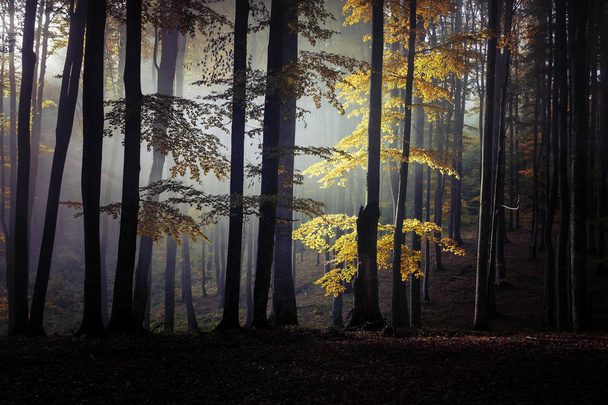 Jesienny krajobraz las - Zdjęcie, obraz