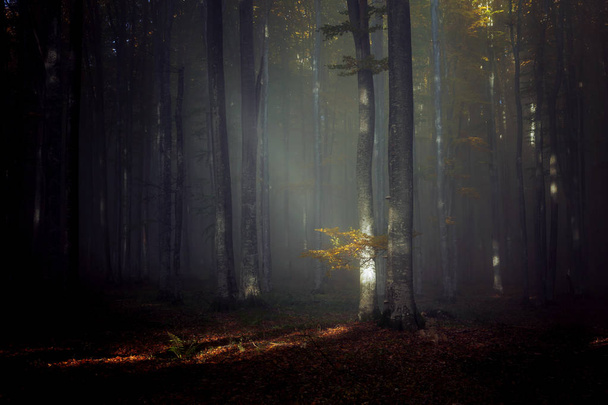 日の出の美しい森の秋霧の風景 - 写真・画像