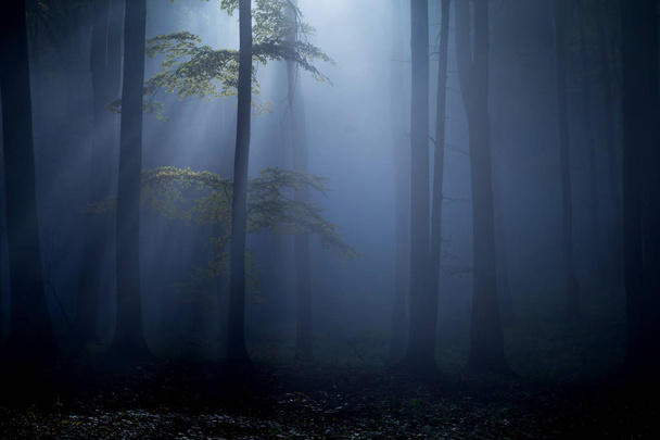 Sunrise adlı güzel bir ormanın sisli sonbahar manzara - Fotoğraf, Görsel