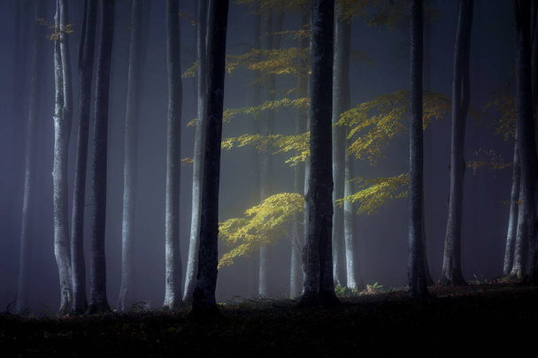 Φθινοπωρινό τοπίο ομίχλη από ένα πανέμορφο δάσος, με την Ανατολή - Φωτογραφία, εικόνα