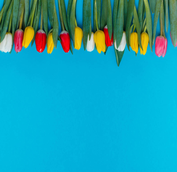Greeting card with colorful tulips on blue background - Photo, Image