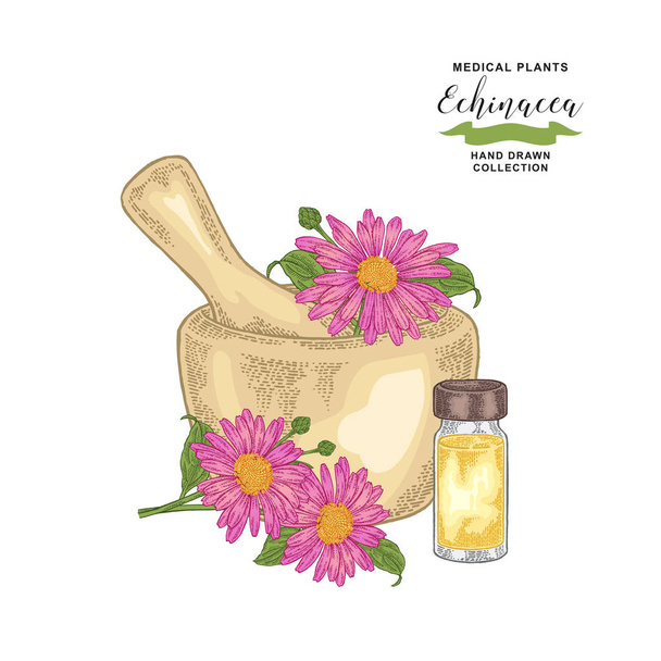 Echinacea-Blüten mit Mörser und Glasflasche mit ätherischem Öl. Heilkräuter. botanische Vektorillustration. - Vektor, Bild