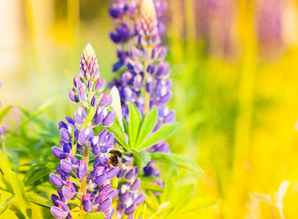 Wild-growing flowers of a lupine in the field in the sunset sun - Foto, imagen