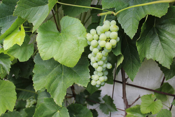 raisins dans le jardin - Photo, image