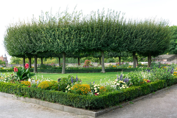 View of the composition of trees of round shape and a flower bed with flowers. - Photo, Image
