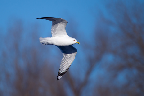 A seagull, soaring in the blue sky - Photo, Image