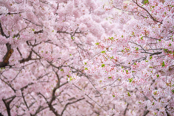 Kvetoucí sakura třešňový květ - Fotografie, Obrázek