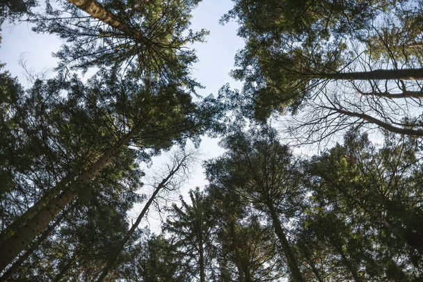 空に背の高い松の木 - 写真・画像