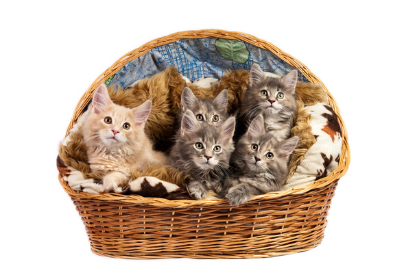 The Maine coon kittens - Photo, image