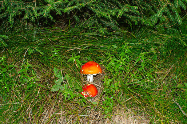 Two mushrooms in grass - Photo, Image