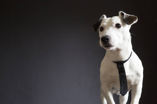 Jack russell terrier pies biznesowych z czarnym krawatem na czarnym tle - Zdjęcie, obraz