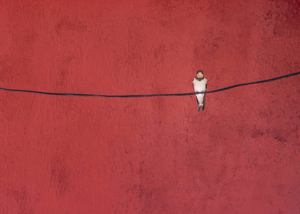 Yalnız kırlangıç kuş  - Fotoğraf, Görsel