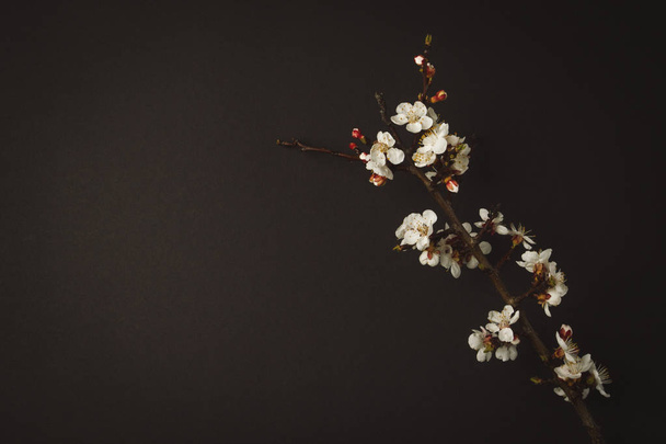 Flowering Apricot Branch On A Black Background. - Foto, immagini