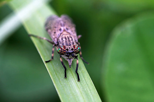 Bir kan emici böcek (Haematopota pluvialis güzel gözleri) - Fotoğraf, Görsel