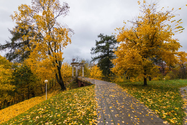 Yellow autumn trees in the park - Fotografie, Obrázek