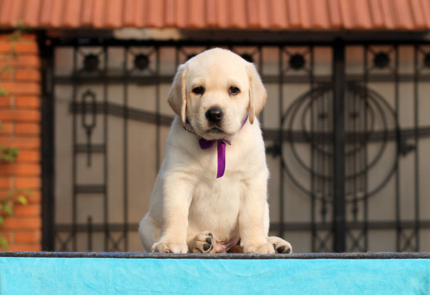 el perrito labrador sobre fondo azul
 - Foto, Imagen