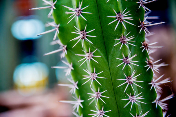 Kaunis makro laukausta piikikäs kaktus. Tausta ja tekstuurit. Mikroskoopilla
 - Valokuva, kuva