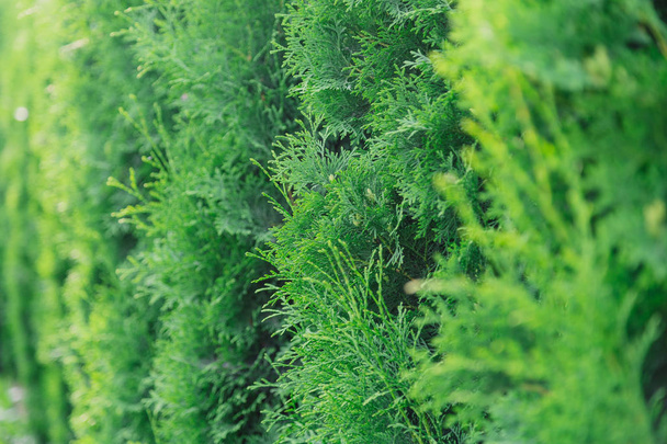 Фон зеленых ветвей туи, натуральная зеленая текстура
. - Фото, изображение