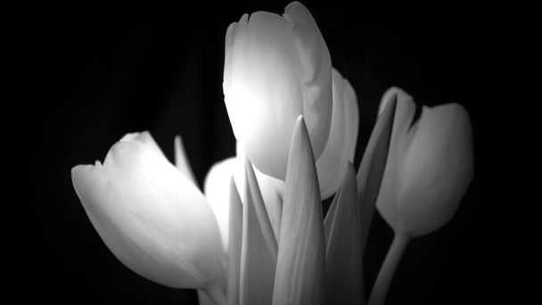 Weisse Tulpen auf schwarzem Hintergrund - Foto, imagen