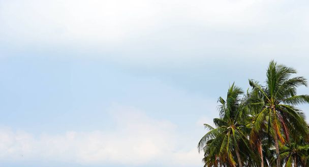Vintage toned palm tree forest over sky background summer holida - Photo, Image