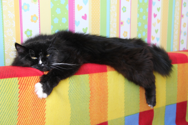 Musta kissa makaa sohvan värillisellä selällä. Kotimainen eläin on levätä
 - Valokuva, kuva