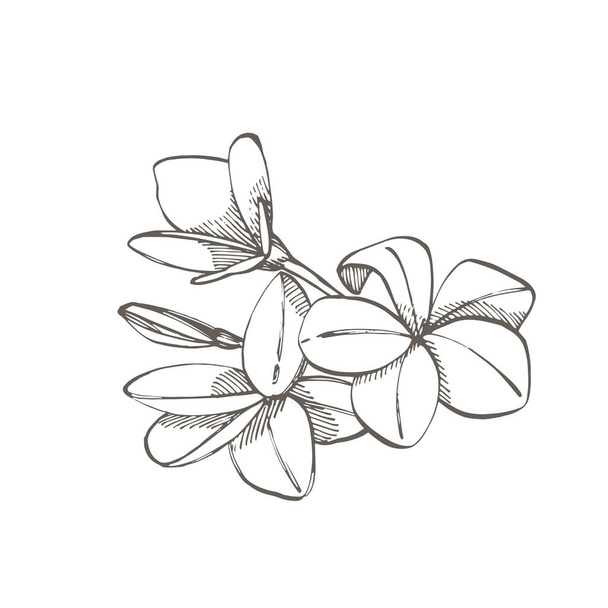 Plumeria flowers. Summer tropical leaves design. Floral background illustration. Invitation or card design with jungle leaves. - Фото, изображение
