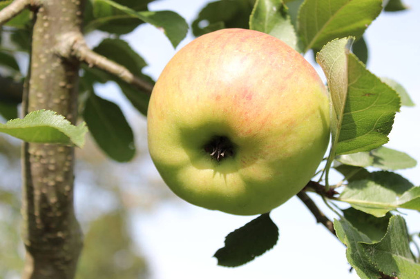 спелые яблоки на яблоне
 - Фото, изображение
