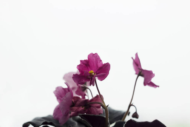 Violeta flor interior - flor roxa de violeta com stame amarelo
 - Foto, Imagem