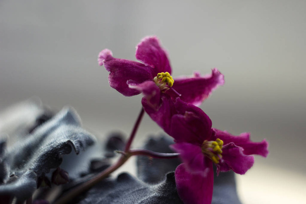 Fleur intérieure violette - violet fleur de violette avec stame jaune
 - Photo, image