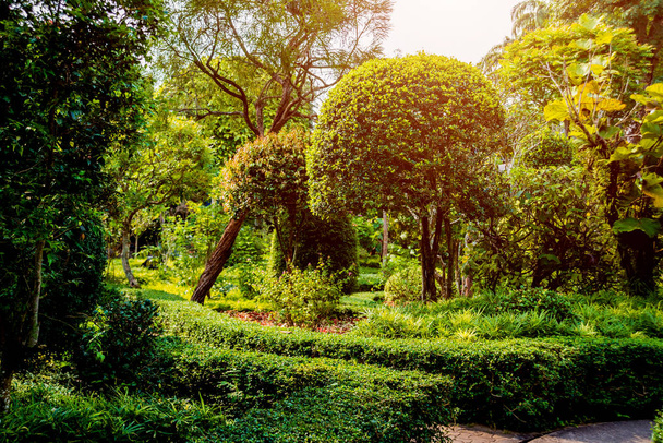 Luxury landscape design of the tropical garden. Beautiful view of landscaped tropical garden. - Fotoğraf, Görsel