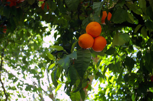 Laranjeira com folhas de galhos e laranjas no jardim
 - Foto, Imagem
