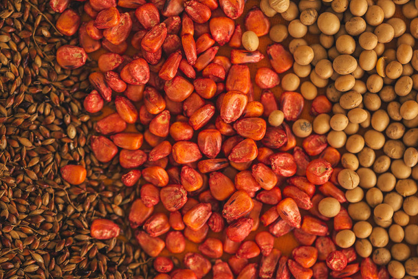 Corn, soybean and sorghum sudan grass seed - 写真・画像