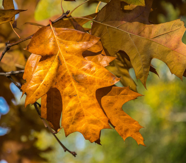 Zlatý podzim. Žlutá a browm podzimní listí detail. - Fotografie, Obrázek