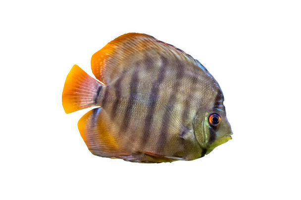 熱帯魚の一種, ディスカス、として知られている、南米のアマゾン川流域原産のシクリッドの属. - 写真・画像