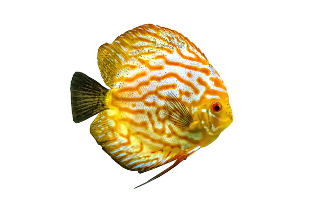 Symphysodon, known as discus, is a genus of cichlids native to the Amazon river basin in South America. - Photo, Image