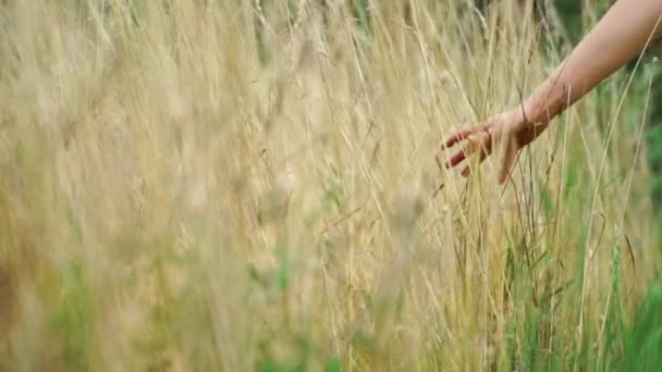 νεαρό κορίτσι περπατάει και αγγίζει το γρασίδι στο χωράφι το καλοκαίρι - Πλάνα, βίντεο