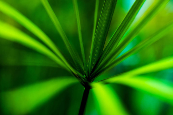 Abstract colored background close up. Macro leaf - Photo, image