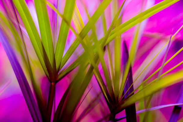 Abstract colored background close up. Macro leaves - Fotoğraf, Görsel