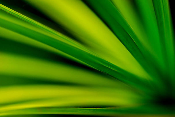 Abstract colored background close up. Macro leaf - Fotoğraf, Görsel