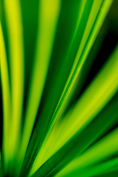 Abstract colored background close up. Macro leaves - Zdjęcie, obraz