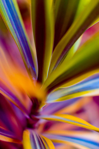 Abstract colored background close up. Macro leaves  - Photo, Image